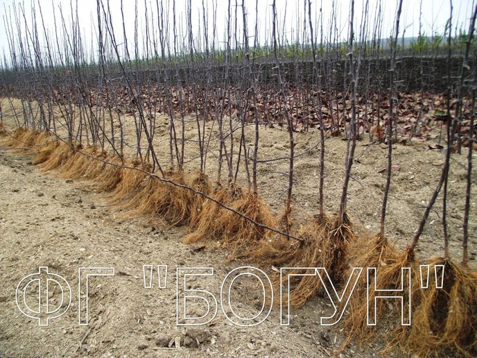Підщепа яблуні 54-118