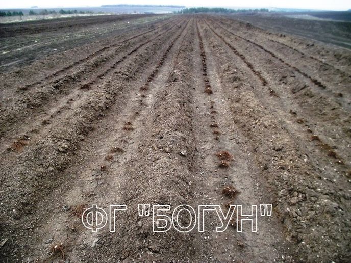Підщепа яблуні 54-118