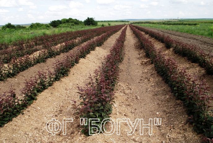Підщепа яблуні 54-118