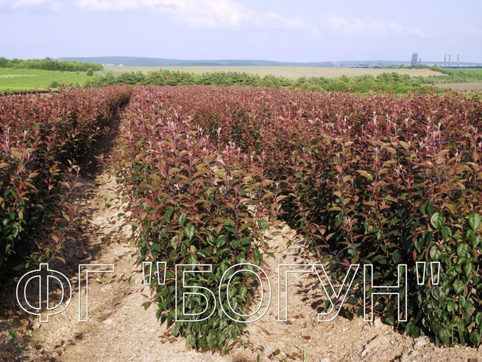 Підщепа яблуні 54-118