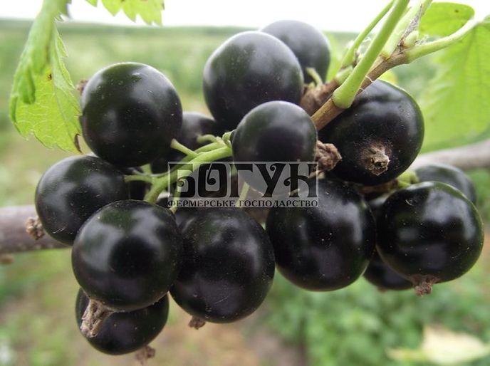 Саджанці смородини, сорт «Ювілейна Копаня»
